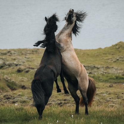 Photographie d'art en haute résolution qui représente un paysage avec des animaux, qui aura vocation à être accrochée en décoration murale en grand format dans un salon.