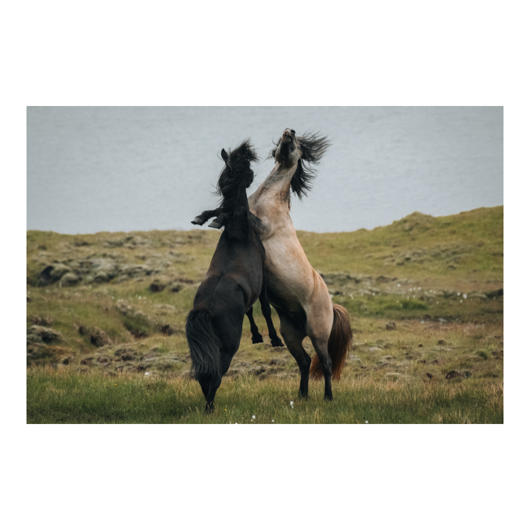 Photographie d'art en haute résolution qui représente un paysage avec des animaux, qui aura vocation à être accrochée en décoration murale en grand format dans un salon.