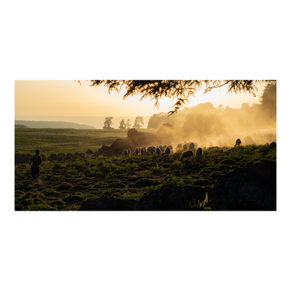 Photographie d'art en haute résolution  qui représente une paysage avec un berger qui guide ses moutons dans l'Atlas, qui aura vocation à être accrochée en décoration murale en grand format dans un salon.